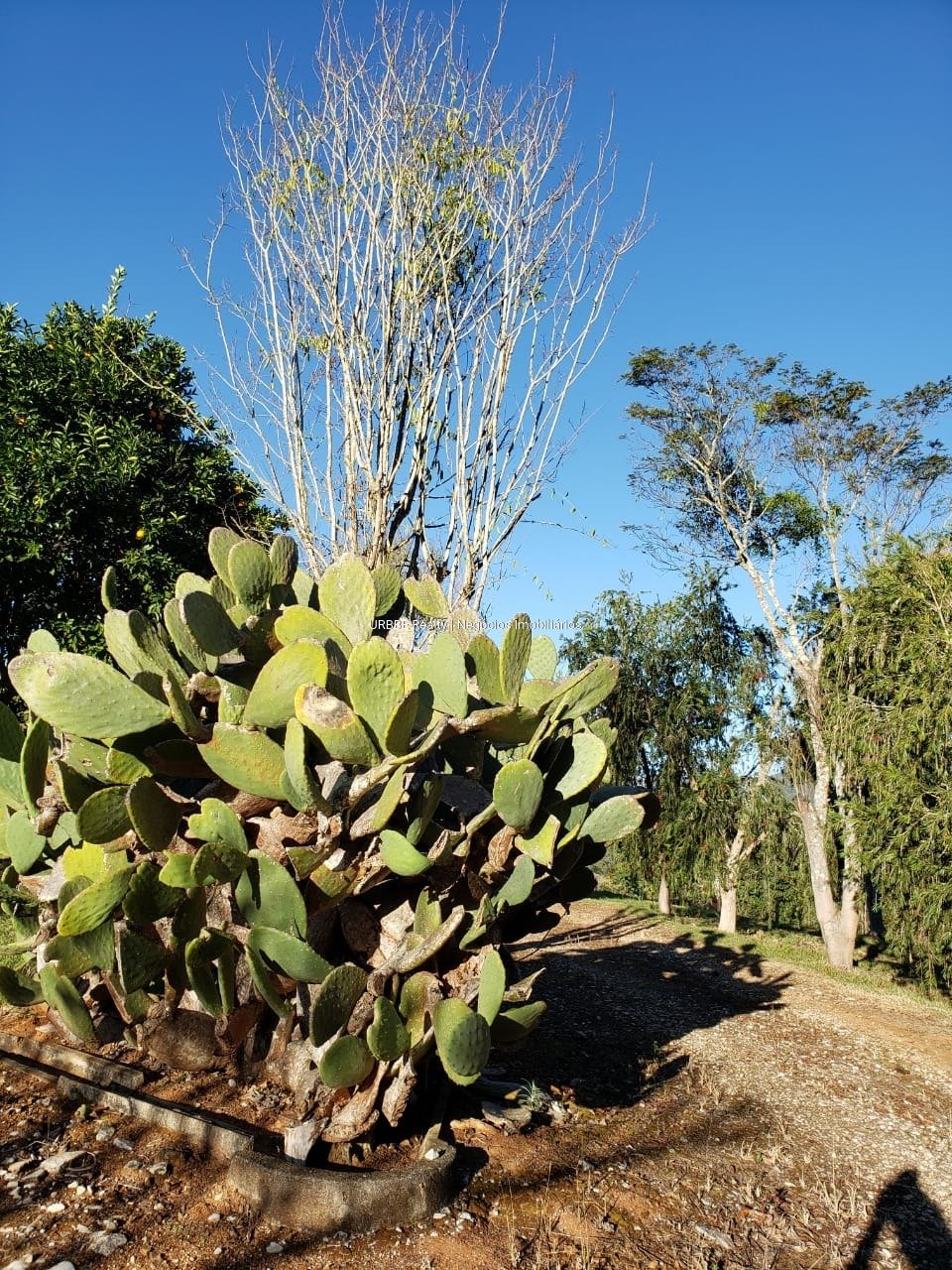 Imagem da propriedade 26287 45