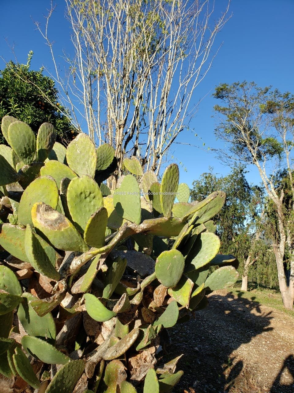 Imagem da propriedade 26287 46