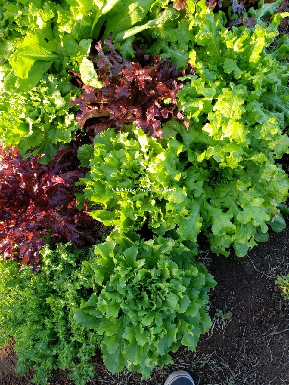 Imagem da propriedade 26287 55